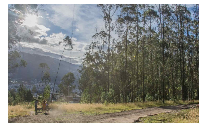 Importancia de la Reforestación en DMQ